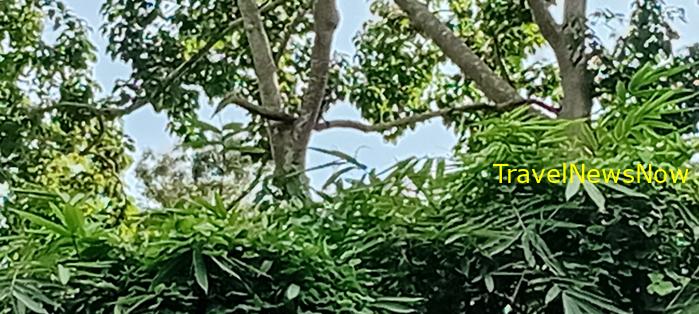 Birding at the Nam Cat Tien National Park in Vietnam Birding at the Nam Cat Tien National Park in Vietnam