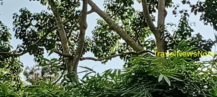 Birding at the Nam Cat Tien National Park in Vietnam Birding at the Nam Cat Tien National Park in Vietnam