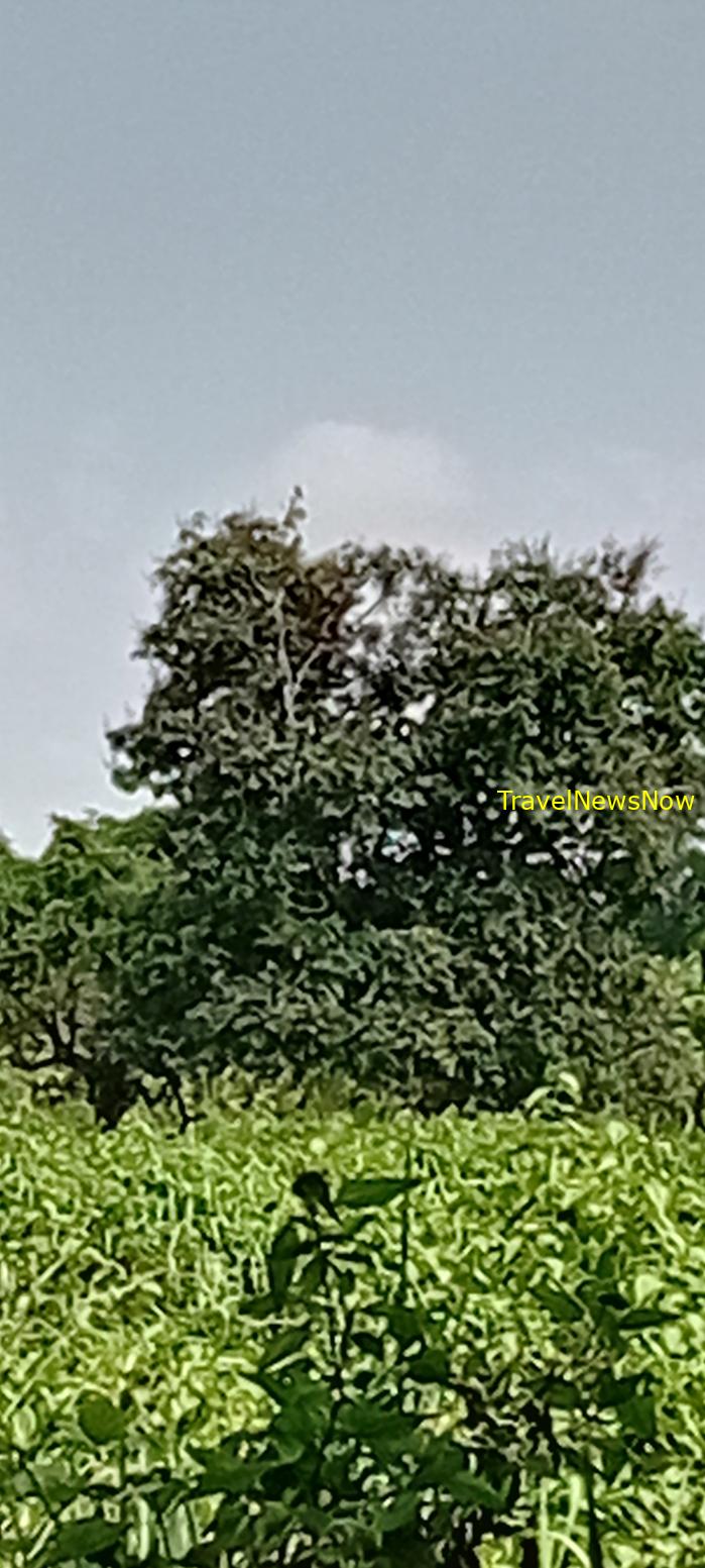 Birding at the Nam Cat Tien National Park in Vietnam Birding at the Nam Cat Tien National Park in Vietnam