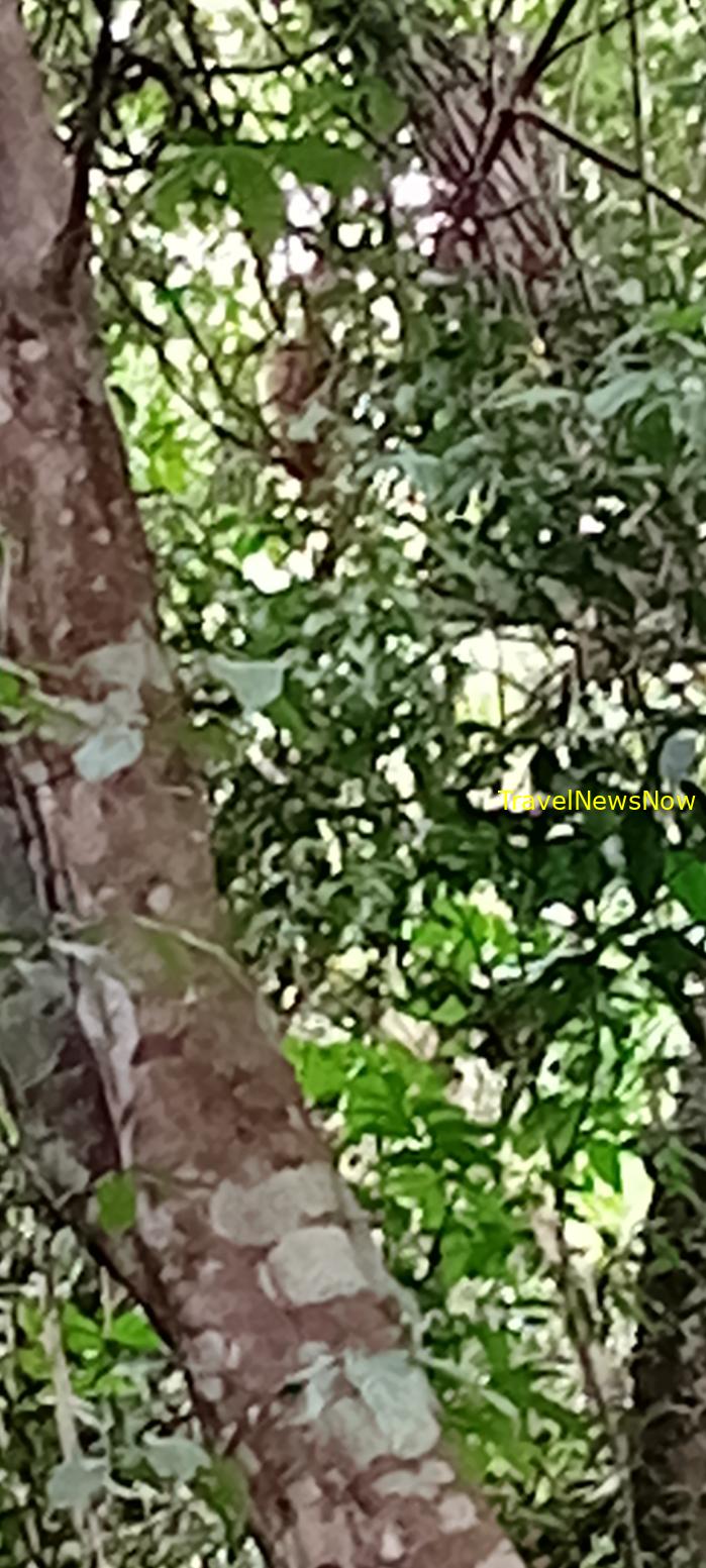 Birding at the Nam Cat Tien National Park in Vietnam Birding at the Nam Cat Tien National Park in Vietnam