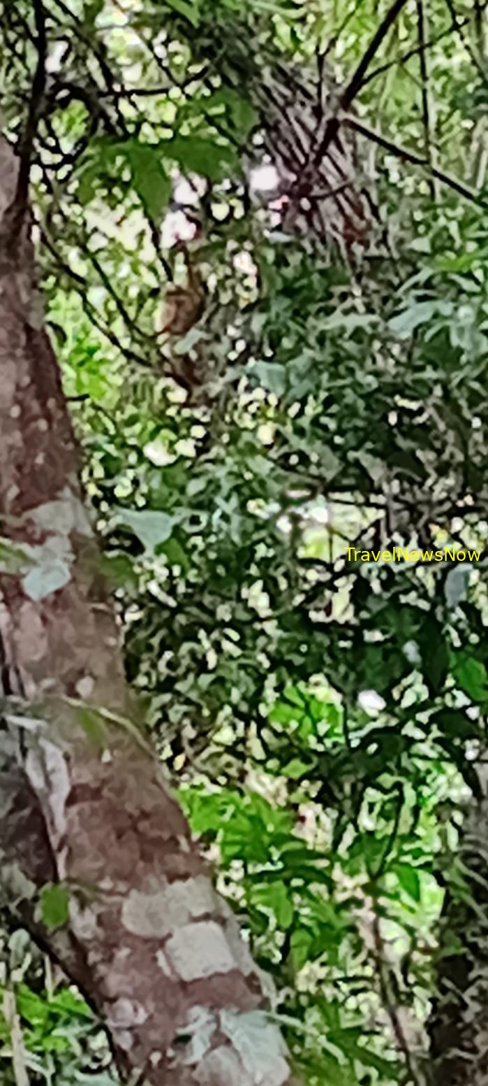 Birding at the Nam Cat Tien National Park in Vietnam Birding at the Nam Cat Tien National Park in Vietnam