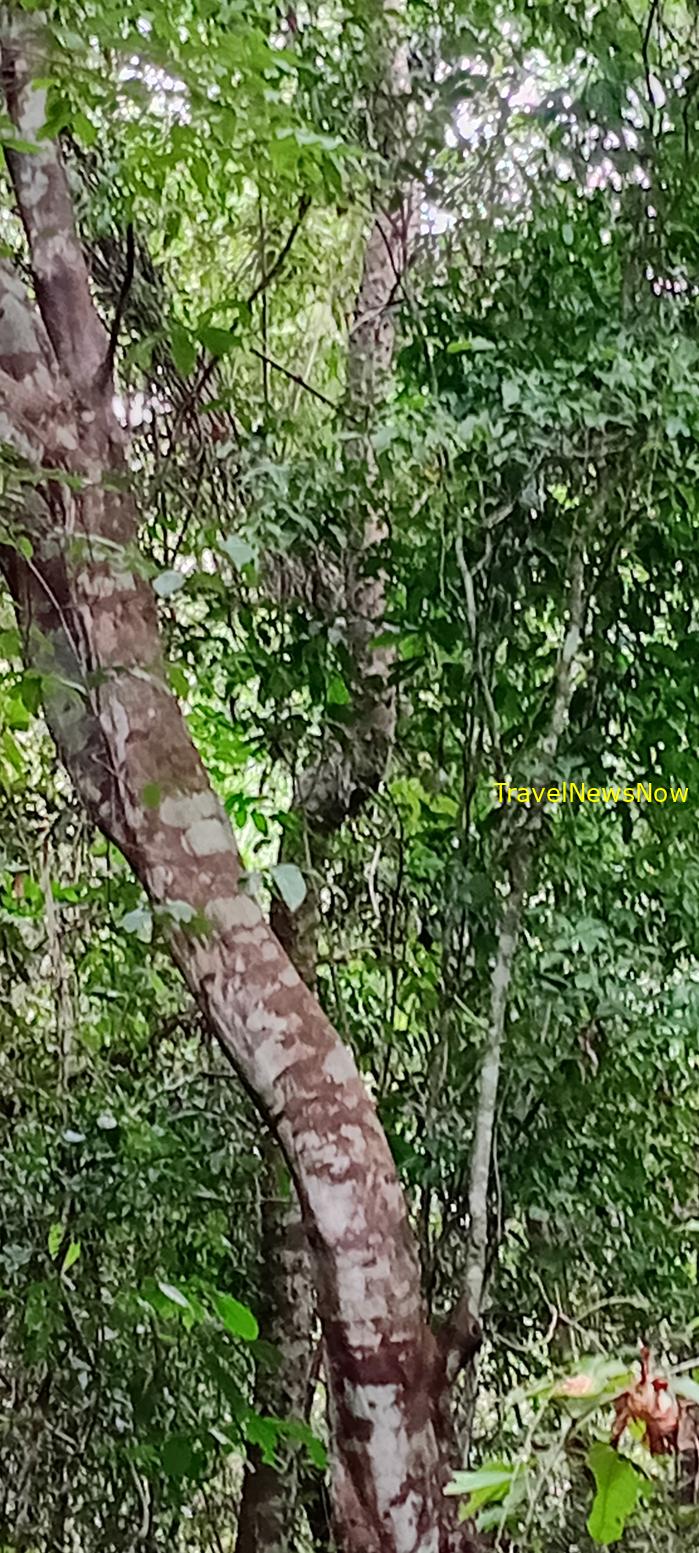 Birding at the Nam Cat Tien National Park in Vietnam Birding at the Nam Cat Tien National Park in Vietnam