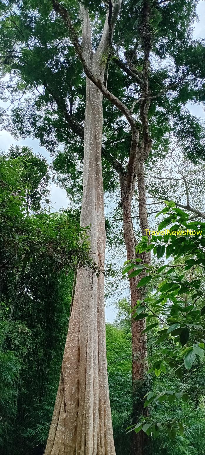 Birding at the Nam Cat Tien National Park in Vietnam Birding at the Nam Cat Tien National Park in Vietnam