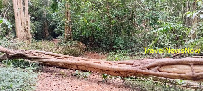 Birding at the Nam Cat Tien National Park in Vietnam Birding at the Nam Cat Tien National Park in Vietnam