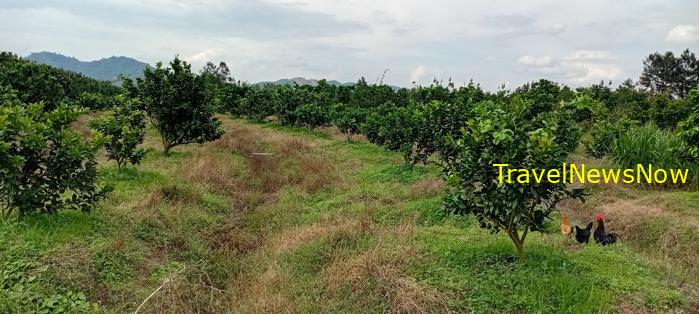 Travel guide to Dong Nai, Vietnam Travel guide to Dong Nai, Vietnam