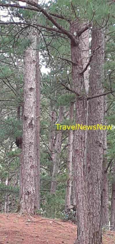 Travel guide to Da Lat, Vietnam Travel guide to Da Lat, Vietnam
