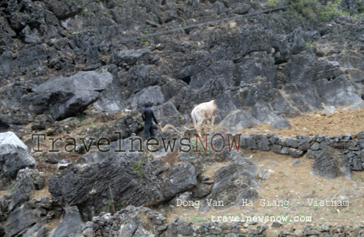 Ploughing on rocks in Dong Van 