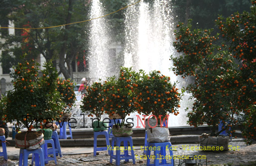 Kumquats - Vietnamese Tet trees