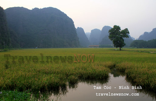 Rice fields around the Thai Vi Temple, Tam Coc, Ninh Binh